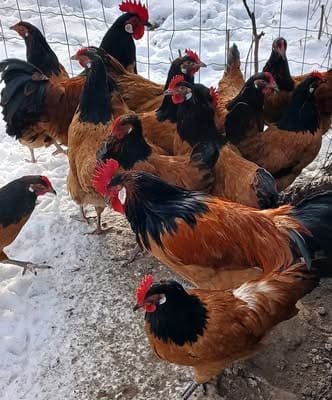 Vorwerk Huhn im Auslauf – typische deutsche Hühnerrasse für Bruteier