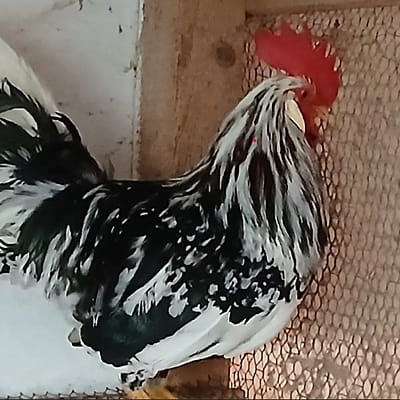 Ancona Huhn im Stall – aktive Hühnerrasse aus eigener Zucht