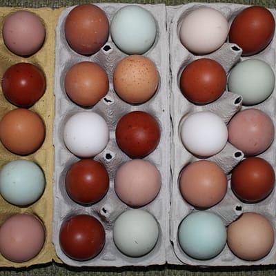Bunte Bruteier Mischung – verschiedene Rassen und Eierfarben