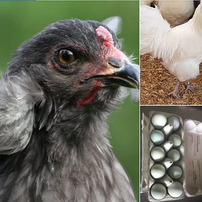 Grün- und olivfarbene Bruteier Mischung – für farbige Eier