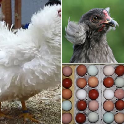 Bunte Bruteier Mischung – GLUCKENANGEBOT - TURBOLIEFERUNG ! 8 verschiedene Rassen ....