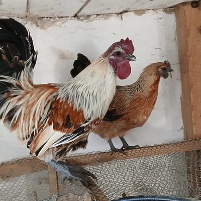 Dongxiang Hühner im Stall – seltene Hühnerrasse mit besonderer Eierfarbe aus eigener Zucht