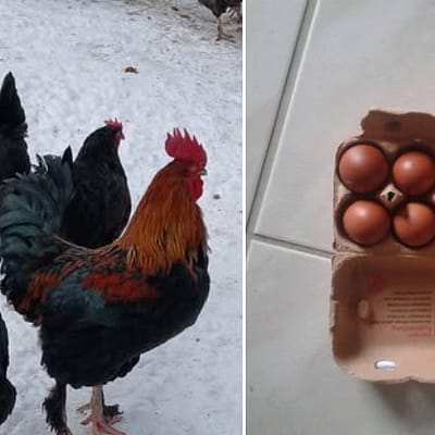 Marans Hühner und dunkelbraune Bruteier im Karton – intensive Eierfarbe aus eigener Zucht