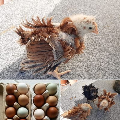 Strupphuhn mit auffälliger Federstruktur im Auslauf – besondere Hühnerrasse aus eigener Zucht