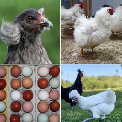 Grün- und olivfarbene Bruteier Mischung – für farbige Eier