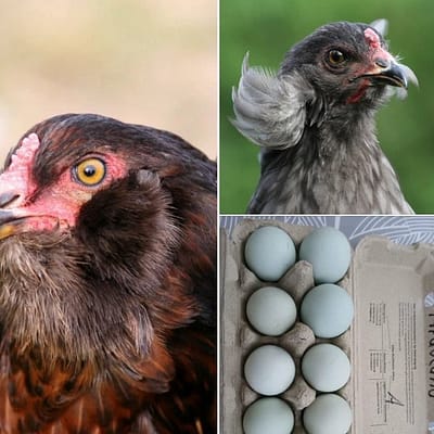 Araucana Hühner und blau gefärbte Bruteier im Karton – Eier aus eigener Zucht