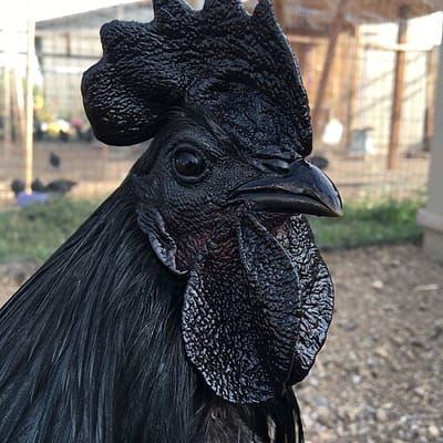 Ayam Cemani Huhn in Nahaufnahme – seltene schwarze Hühnerrasse aus eigener Zucht