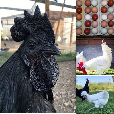 verschiedene Hühnerrassen und bunte Bruteier – Mischung aus eigener Zucht